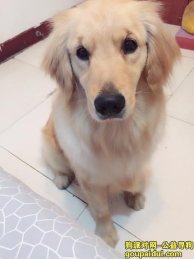 重金悬赏一岁胖金毛徐州八里走丢，它是一只非常可爱的宠物狗狗，希望它早日回家，不要变成流浪狗。