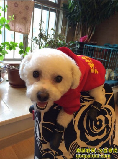 【北京找狗】，北京房山长阳寻白色比熊，它是一只非常可爱的宠物狗狗，希望它早日回家，不要变成流浪狗。