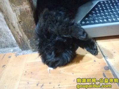 【贵阳找狗】，是一只全身都是黑的一只小狗，它是一只非常可爱的宠物狗狗，希望它早日回家，不要变成流浪狗。