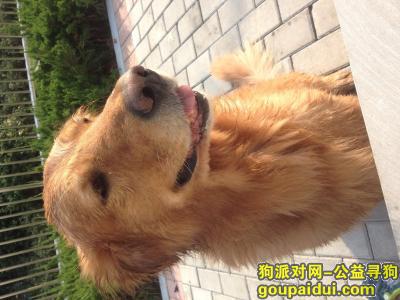 【安徽淮北寻狗启示】四月二十日于长山公园丢失金毛犬一只，它是一只非常可爱的宠物狗狗，希望它早日回家，不要变成流浪狗。