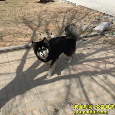 捡到阿拉斯加，长治潞安颐龙湾门外附近丢失一只黑白色雌性阿拉斯加爱犬一条，它是一只非常可爱的宠物狗狗，希望它早日回家，不要变成流浪狗。