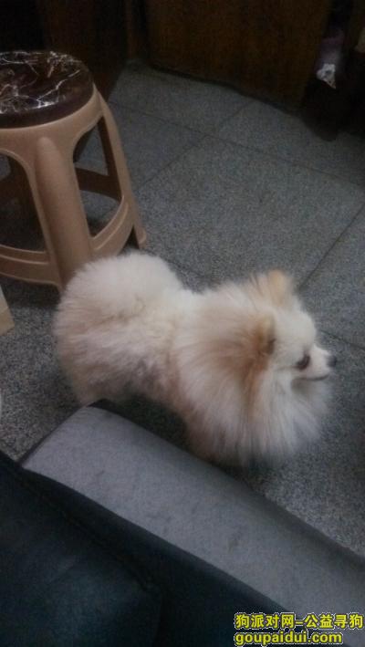 【重庆找狗】，重庆上新街前进村，白色博美走丢，它是一只非常可爱的宠物狗狗，希望它早日回家，不要变成流浪狗。
