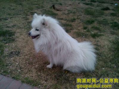 新乡寻狗，河南新乡 重金爱犬 银狐，它是一只非常可爱的宠物狗狗，希望它早日回家，不要变成流浪狗。