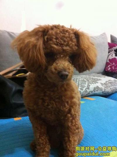 寻找丢失的黄棕色泰迪小公犬－尼莫，它是一只非常可爱的宠物狗狗，希望它早日回家，不要变成流浪狗。