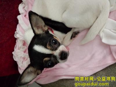 武汉找狗，寻找一只4岁大母吉娃娃狗，它是一只非常可爱的宠物狗狗，希望它早日回家，不要变成流浪狗。