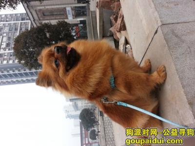 重庆寻找混种博美犬傻妞，它是一只非常可爱的宠物狗狗，希望它早日回家，不要变成流浪狗。
