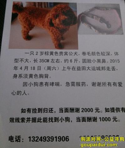 深圳找狗，龙岗寻小贵宾身系淡黄色胸背2015年4月18日丢失酬谢2000元，它是一只非常可爱的宠物狗狗，希望它早日回家，不要变成流浪狗。