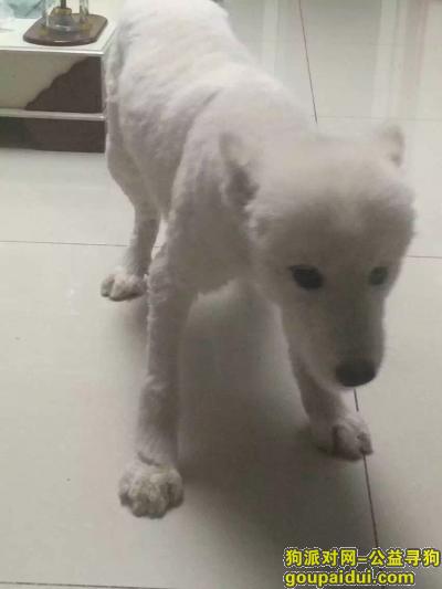 寻找我丢失的爱犬-萨摩耶小白，它是一只非常可爱的宠物狗狗，希望它早日回家，不要变成流浪狗。