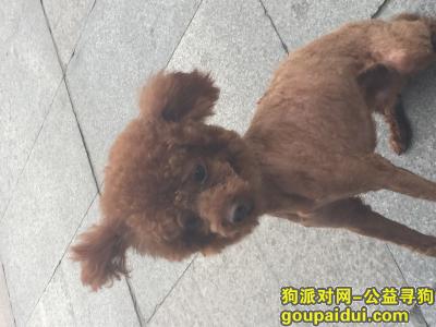 【武汉找狗】，武汉汉口江滩玻璃广场 玩具泰迪 找到给2000电话15827333553，它是一只非常可爱的宠物狗狗，希望它早日回家，不要变成流浪狗。