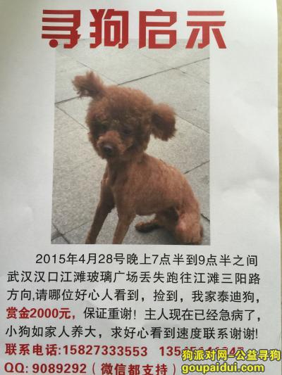 武汉寻狗启示，武汉汉口江滩 玻璃广场 2015.4.28晚 找到给2000重谢，它是一只非常可爱的宠物狗狗，希望它早日回家，不要变成流浪狗。