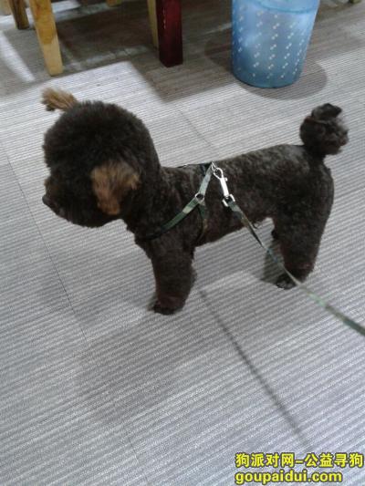 【无锡找狗】，张家港新桥镇寻狗5000元，它是一只非常可爱的宠物狗狗，希望它早日回家，不要变成流浪狗。