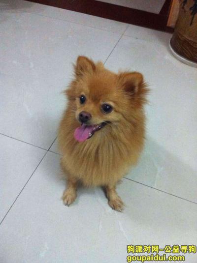 深圳找狗，寻找狗金黄色博美酬谢，它是一只非常可爱的宠物狗狗，希望它早日回家，不要变成流浪狗。