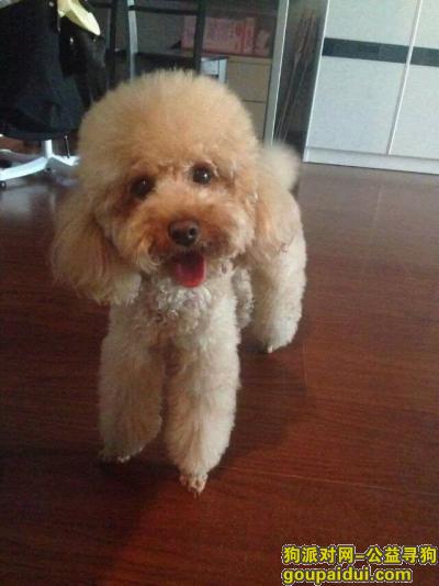 北京丢狗，【5月1日  西四地区寻泰迪】重谢！，它是一只非常可爱的宠物狗狗，希望它早日回家，不要变成流浪狗。