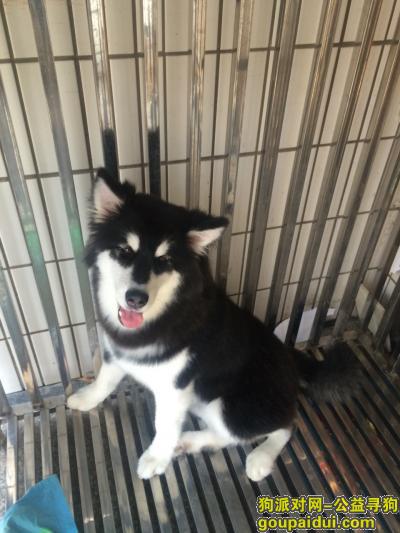 寻找阿拉斯加，台州杜桥客运中心出站口丢失一直阿拉斯加6个月左右大，它是一只非常可爱的宠物狗狗，希望它早日回家，不要变成流浪狗。