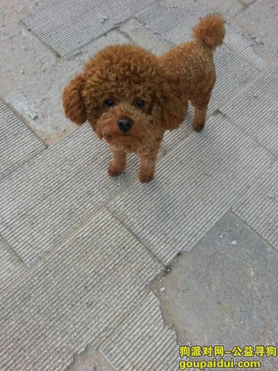 寻狗，河南郑州二七区淮河路北福华街小区走失一只公的红泰迪，它是一只非常可爱的宠物狗狗，希望它早日回家，不要变成流浪狗。