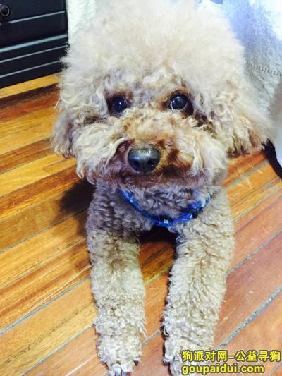 【上海找狗】，2015/5/1晚9点10分跑丢，它是一只非常可爱的宠物狗狗，希望它早日回家，不要变成流浪狗。