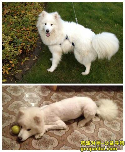 杭州寻狗启示，余杭区乔司永乔路顶尚网吧附近丢失白色萨摩耶一只，它是一只非常可爱的宠物狗狗，希望它早日回家，不要变成流浪狗。
