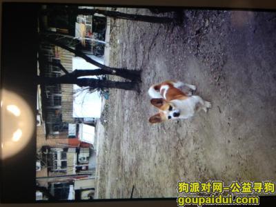 天津市南开区航天北里附近丢失一条黄白花狗  丑丑快回家，它是一只非常可爱的宠物狗狗，希望它早日回家，不要变成流浪狗。