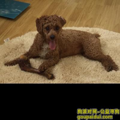 【上海找狗】，上海浦东高行新行路菜市场附近丢失棕色泰迪，它是一只非常可爱的宠物狗狗，希望它早日回家，不要变成流浪狗。