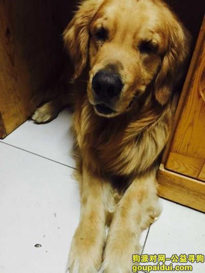 【北京找狗】，北京朝阳四惠建材城附近，丢失金毛犬，它是一只非常可爱的宠物狗狗，希望它早日回家，不要变成流浪狗。