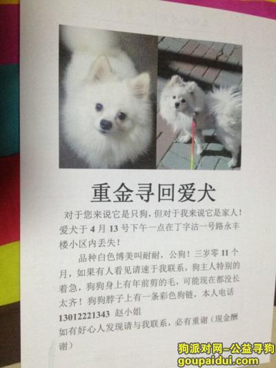 天津寻狗启示，天津市红桥区丁字沽一号路丢失白色狗狗一只，它是一只非常可爱的宠物狗狗，希望它早日回家，不要变成流浪狗。