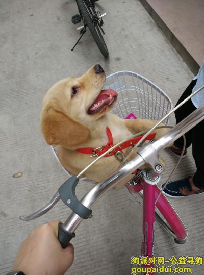 深圳寻狗，深圳布吉秀峰工业城丢失去黄色拉布拉多幼犬，它是一只非常可爱的宠物狗狗，希望它早日回家，不要变成流浪狗。