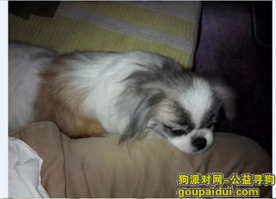 重庆两路口附近4岁大的母狗京巴不见了，它是一只非常可爱的宠物狗狗，希望它早日回家，不要变成流浪狗。