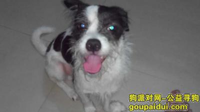 深圳找狗，横岗找狗 悬赏2000 本人很急，它是一只非常可爱的宠物狗狗，希望它早日回家，不要变成流浪狗。