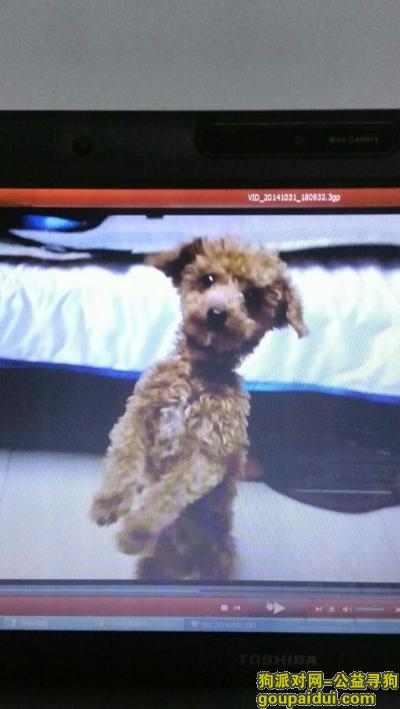 北京寻剃了毛的公泰迪d，它是一只非常可爱的宠物狗狗，希望它早日回家，不要变成流浪狗。