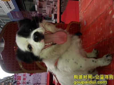深圳寻狗启示，我家的狗叫花花。看见了打电话给我13113007218，它是一只非常可爱的宠物狗狗，希望它早日回家，不要变成流浪狗。