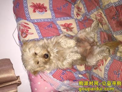 上海寻狗启示，主人都急病了 5月16号丢失小狗，它是一只非常可爱的宠物狗狗，希望它早日回家，不要变成流浪狗。