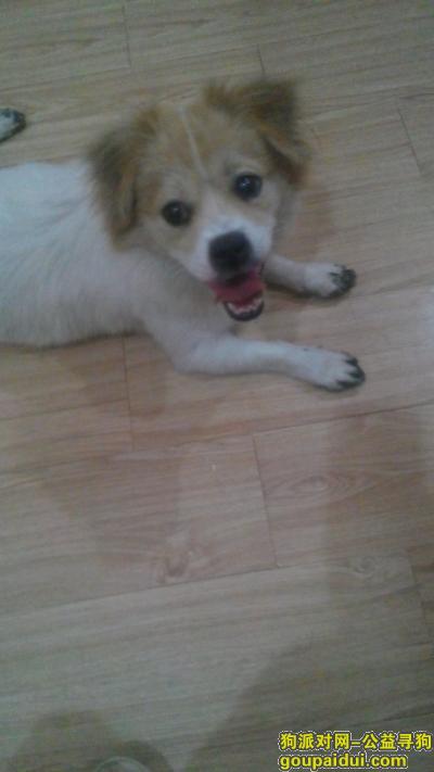 【广州捡到狗】，白云区捡到一条白色小京巴，它是一只非常可爱的宠物狗狗，希望它早日回家，不要变成流浪狗。
