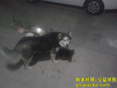 廊坊寻狗启示，寻狗启示在河北廊坊北旺村丢失一只哈士奇，它是一只非常可爱的宠物狗狗，希望它早日回家，不要变成流浪狗。