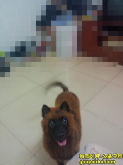 【广州找狗】，5月19日在广州白云区石井镇新庄丢失一只尖嘴松狮，它是一只非常可爱的宠物狗狗，希望它早日回家，不要变成流浪狗。