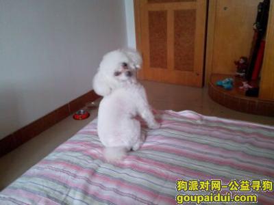 北京寻狗网，本人丢失一条白色的小贵妇狗名字叫美美，它是一只非常可爱的宠物狗狗，希望它早日回家，不要变成流浪狗。