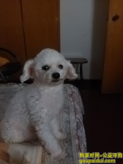 【西安找狗】，西安 急寻白色玩具贵宾，它是一只非常可爱的宠物狗狗，希望它早日回家，不要变成流浪狗。