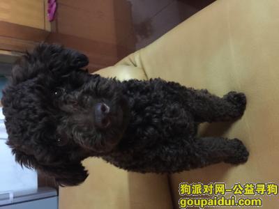 广州找狗，急寻    宝贝  你在哪，它是一只非常可爱的宠物狗狗，希望它早日回家，不要变成流浪狗。