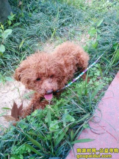 西安找狗，陕西省西安市碑林区大雁塔附近丢失泰迪   现金酬谢，它是一只非常可爱的宠物狗狗，希望它早日回家，不要变成流浪狗。