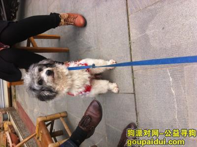 杭州丢狗，浙江省杭州市三里亭兰苑小区丢失白色微卷毛带有黑色大块斑点 名叫花花，它是一只非常可爱的宠物狗狗，希望它早日回家，不要变成流浪狗。