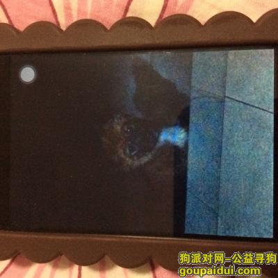 江苏省苏州市观景新村附近一只棕色狗，它是一只非常可爱的宠物狗狗，希望它早日回家，不要变成流浪狗。