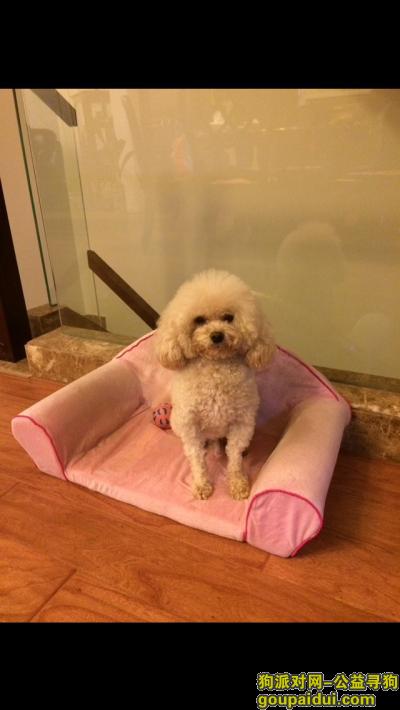 万元寻狗：江苏南通 杏色泰迪 5月11日走丢，它是一只非常可爱的宠物狗狗，希望它早日回家，不要变成流浪狗。