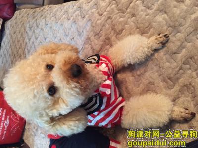 贵阳寻狗启示，5月27日在西工厂家属区走丢，跪求大家帮忙找狗，它是一只非常可爱的宠物狗狗，希望它早日回家，不要变成流浪狗。