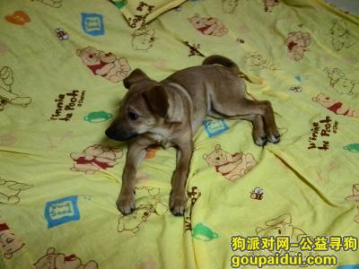 寻2岁黄色土狗。2015年5月27日在丰台五爰屯跑了·，它是一只非常可爱的宠物狗狗，希望它早日回家，不要变成流浪狗。