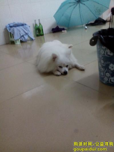 深圳寻狗启示，在深圳石岩料坑新村捡到一只银狐犬，它是一只非常可爱的宠物狗狗，希望它早日回家，不要变成流浪狗。