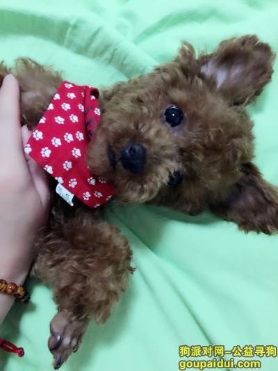 【上海找狗】，请大家帮忙找我的狗狗，它是一只非常可爱的宠物狗狗，希望它早日回家，不要变成流浪狗。