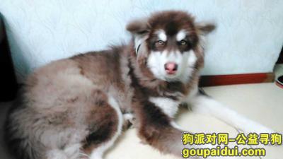 【贵阳找狗】，贵州金阳阳关小区丢失红色阿拉斯加，它是一只非常可爱的宠物狗狗，希望它早日回家，不要变成流浪狗。