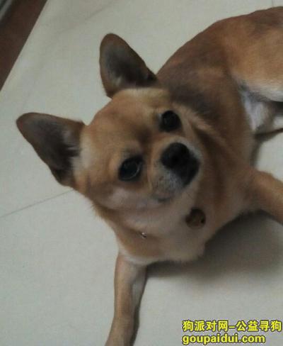 深圳寻狗启示，龙岗区荔山公馆8号楼走失黄色吉娃娃（不够纯）一只，它是一只非常可爱的宠物狗狗，希望它早日回家，不要变成流浪狗。