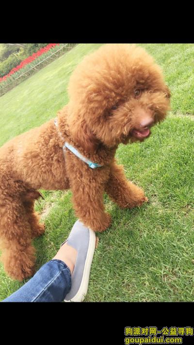 【上海找狗】，上海黄浦寻泰迪狗棕色，它是一只非常可爱的宠物狗狗，希望它早日回家，不要变成流浪狗。