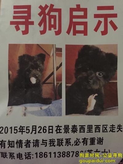 北京寻狗网，帮忙寻找一只黑色泰迪，它是一只非常可爱的宠物狗狗，希望它早日回家，不要变成流浪狗。