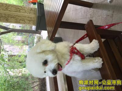 【西宁找狗】，纯白色比熊，小体型，雄性，名叫特特。，它是一只非常可爱的宠物狗狗，希望它早日回家，不要变成流浪狗。